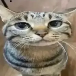 La1zyyk22