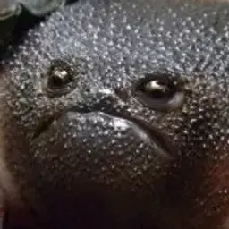 bojemo