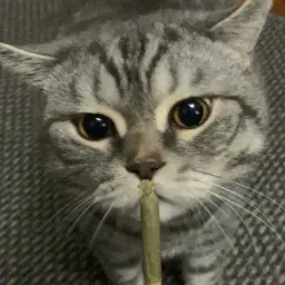kyori