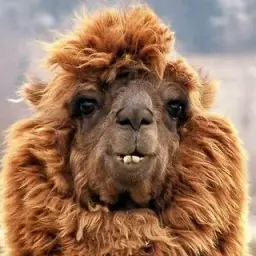Llamochka