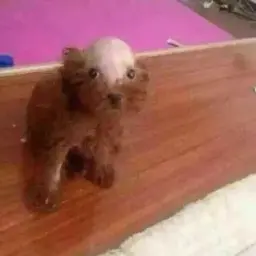 slimewigga