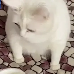 ItsLozzyYT