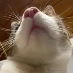mnogoneslishkom