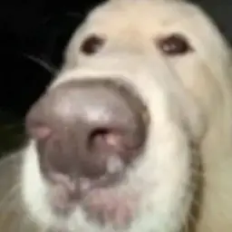 qustareun