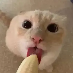 plugescort