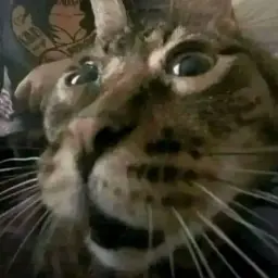 Lolkirasa