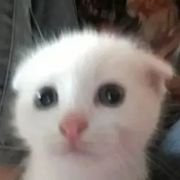 itebeezkere