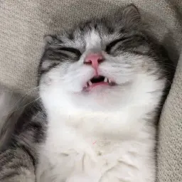 Xfk
