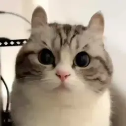 жабка1