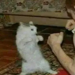 Queaz