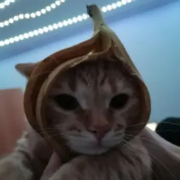 BitBokser22