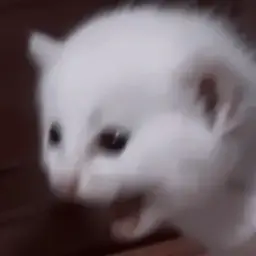 Коршун