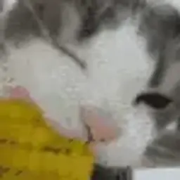 d0xk