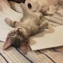 Kuroleesov
