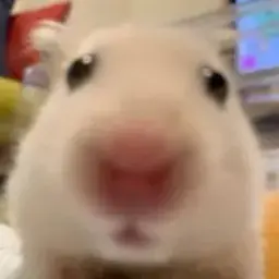 graccc