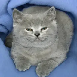 saz4novv