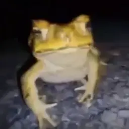 L1stxxk