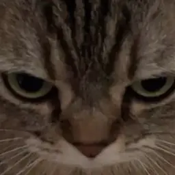 wisek
