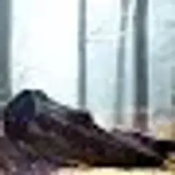 Misharisus