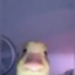 egorreut