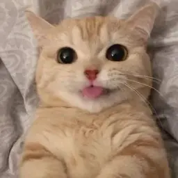 swarowski