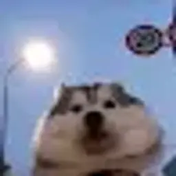 CaToKo
