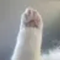 Kwokzs