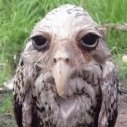Mokei