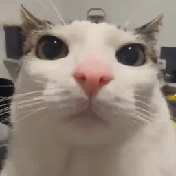 Pooperskiy