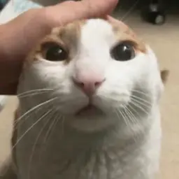 YNMAIT