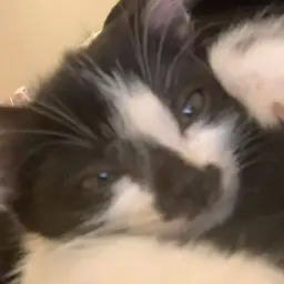 Mozyw