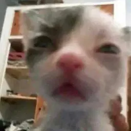 CheZ1Cry