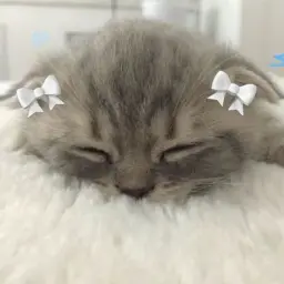 мскьюнвв