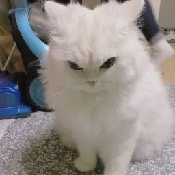 eonetjp
