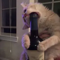 КкОоТтЯРА