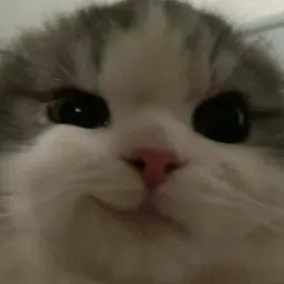 miposhkagg