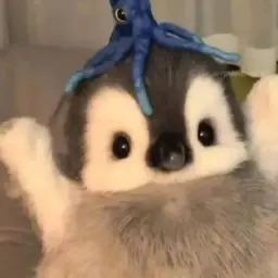Flazyx
