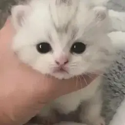 markuwik