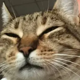 reixh