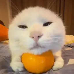 mrfreshcat