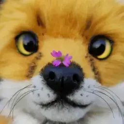 fox9cat