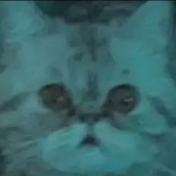 Bodya420