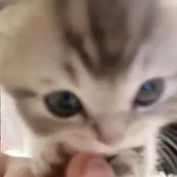 dfigidago
