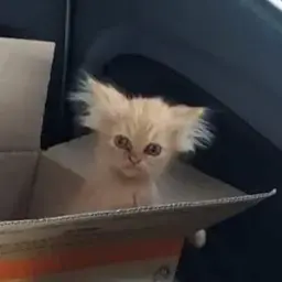 Kit_kot
