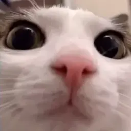 farislik79