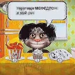 Mangustti