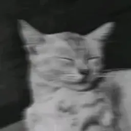 VOBLYA