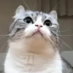 GdeVanezus