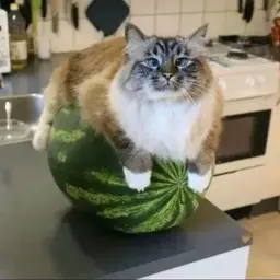 Schmach