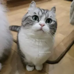 митенька